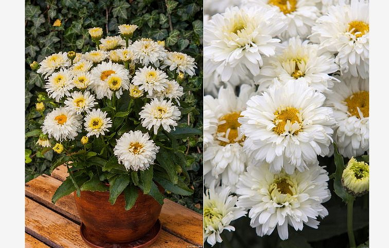 Margaréta Macaroon - Leucanthemum, kont. 0,5 l