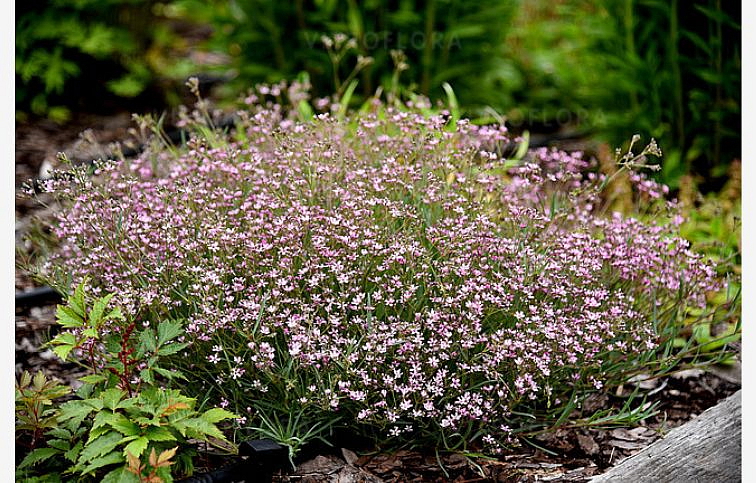 Gypsomilka Knuddel - Gypsophila, kont. 0,5 l