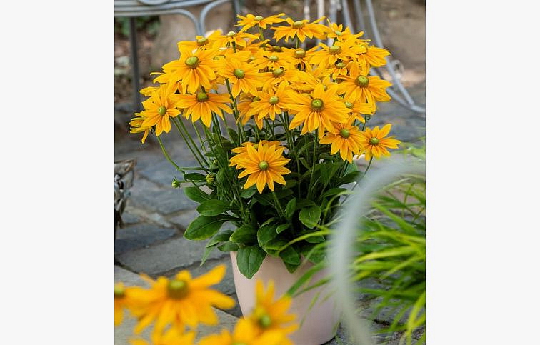 Rudbekia Kick-Start Passion - Rudbeckia, kont. 1 l