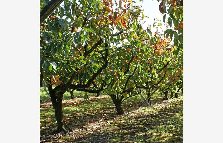 Hurmikaki Rojo Brillante 70-120 cm, kont. 2 l