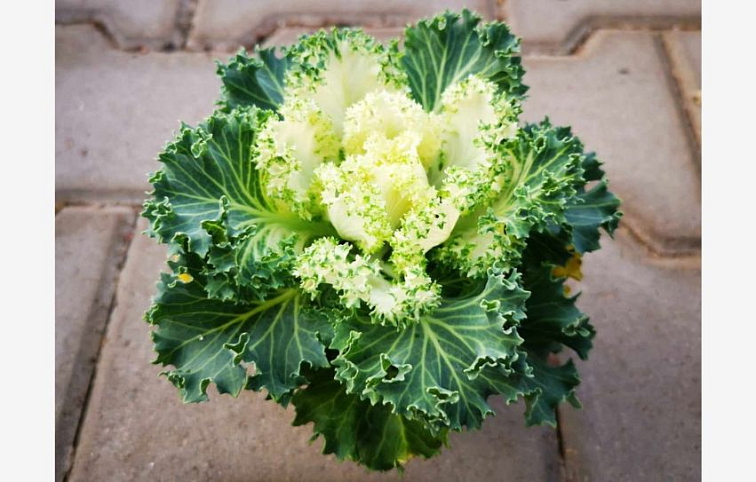 Okrasná kapusta kučeravá biela, kont. p10,5