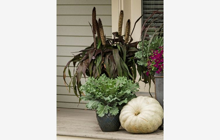 Perovec klasnatý Purple Baron - Pennisetum glaucum 50-60cm, kont. p17