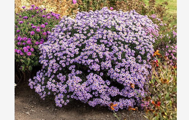 Astra krovitá Prof. Anton Kippenberg - Aster, kont. 0,5 l