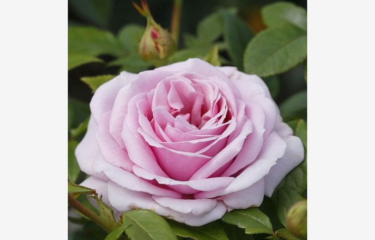 Ruža stromčeková Pacific Blue na cca 90cm kmienku, výška 120-130cm, kont. 10 l