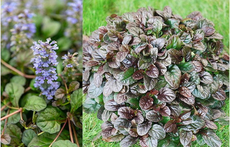 Zbehovec plazivý Mahogany - Ajuga kont. 0,5 l