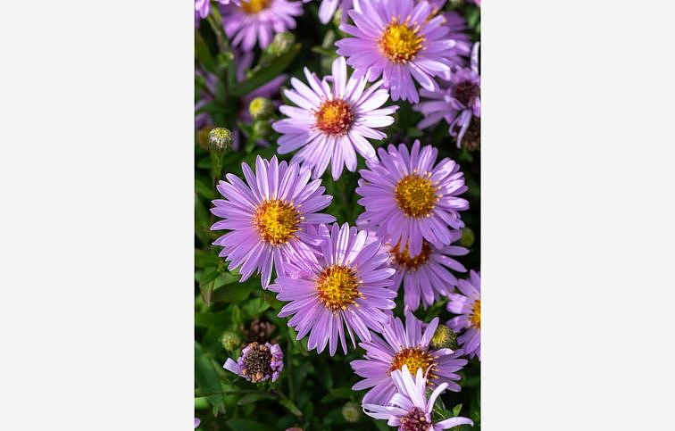 Astra krovitá Anneke - Aster, kont. 0,5 l