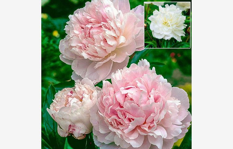 Pivonka bylinná Shirley Temple - Paeonia lactiflora, kont. p11