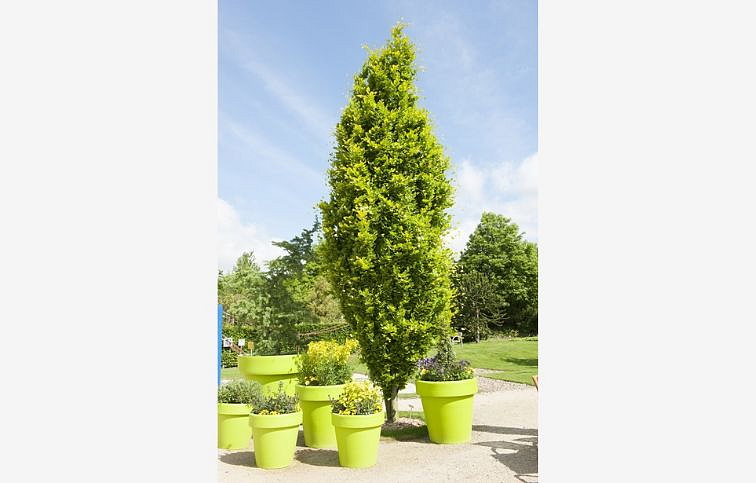 Buk lesný Dawyck Gold 70-100 cm, kont. C3