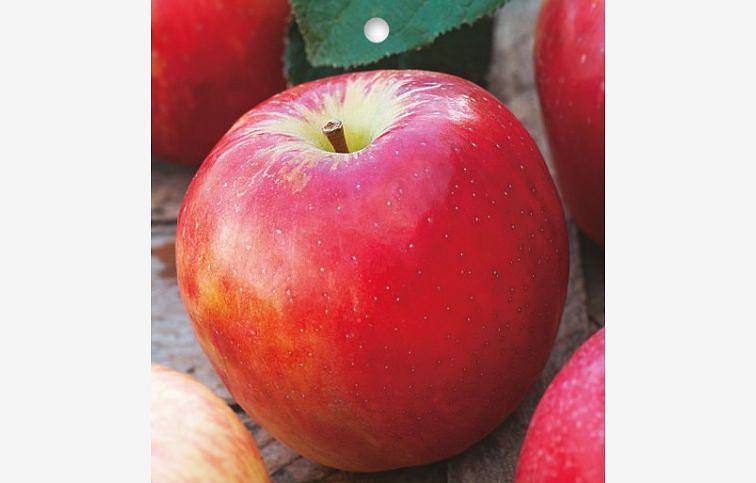 Jabloň Honey Crips, podpník P14, voľnok.