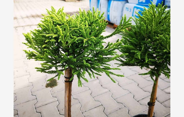 Kryptoméria japonská Globosa Nana na 40-50 cm kmienku, výška 70-80 cm, kont. 5 l