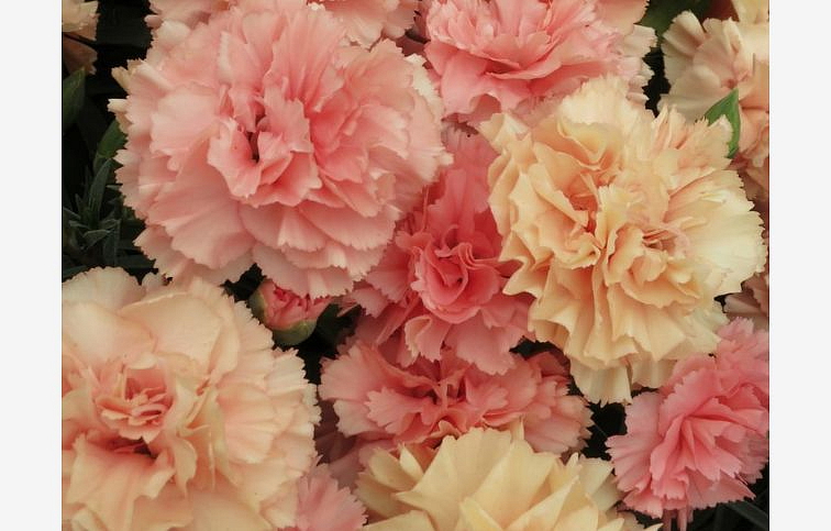 Klinček Dinamic Apricot - Dianthus, kont. 0,5 l