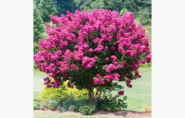 Myrta krepová Rosea na 170-190cm kmeni, výška 230-270cm, obvod kmeňa 6-8cm, kont. 18-25 l