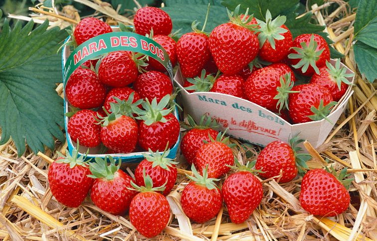 Jahody previsnuté stálerodiace Mara de Bois - Frigo sadba A, zväzok 10 ks