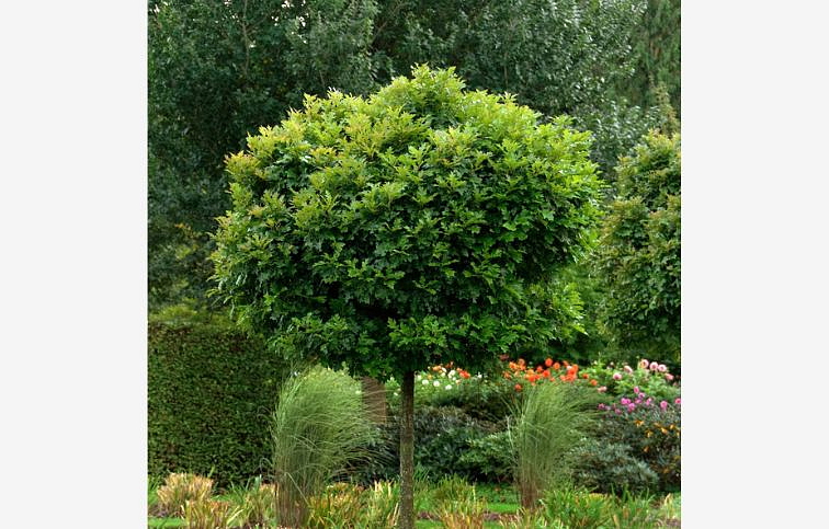 Dub močiarny GREEN DWARF na 80cm kmienku, výška 130-140 cm, kont. 20 l