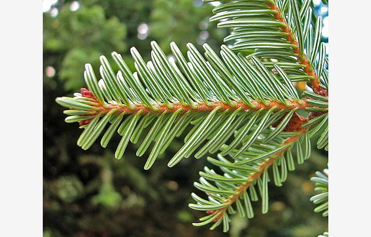 Jedľa biela 50-60cm - Abies alba kont. 3 l