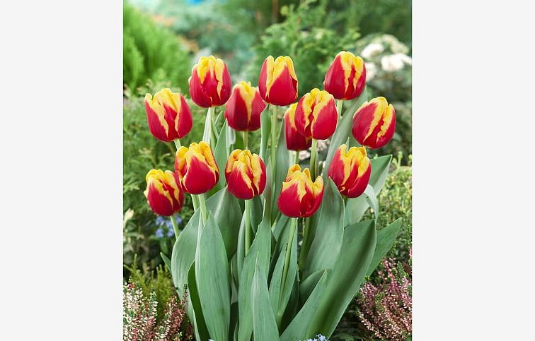 Tulipán Denmark 3 ks v kont. 0,5 l