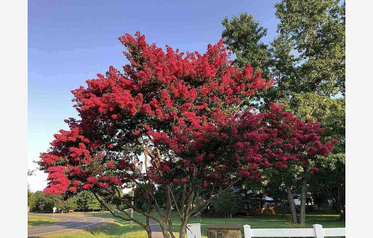 Myrta krepová RED IMPERATOR 60-90 cm, kont. 9 l