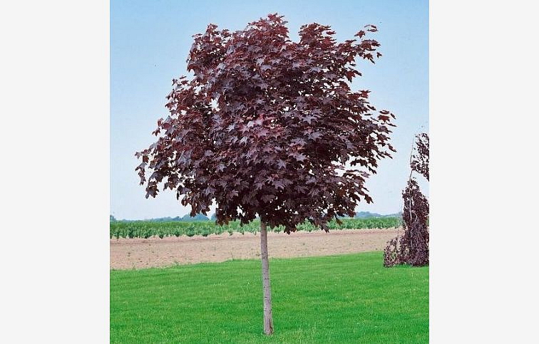 Javor mliečny Royal Red na kmienku 250-300cm, obvod kmeňa 6-8cm, kont. 25 l