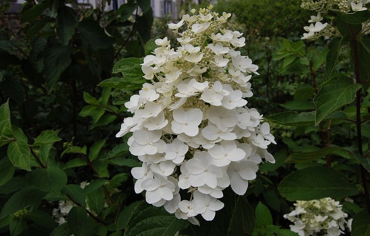 Hortenzia metlinatá Kyushu na cca 40cm kmienku, výška 100-120 cm, kont. C10