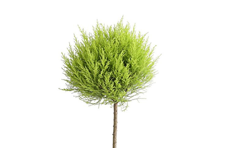 Cyprus Goldcrest Wilma na kmienku 60-75cm, kont. p14