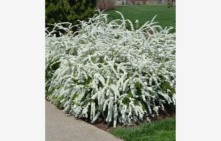 Tavoľník sivý Grefsheim 20-40cm - Spiraea cinerea kont. 2 l