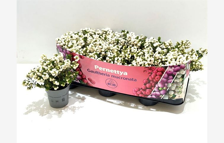 Gaultéria hrotitá - Pernettya biela XXL 20-30 cm, kont. p17
