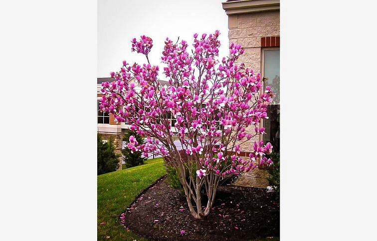 Magnólia hybridná Susan 120-140 cm, kont. 10 l