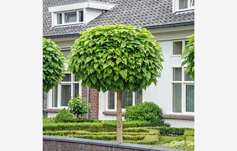 Katalpa bignóniovitá Nana na 180-200cm kmienku, výška 220-260cm, obv. km. 6-8cm, kont. C10