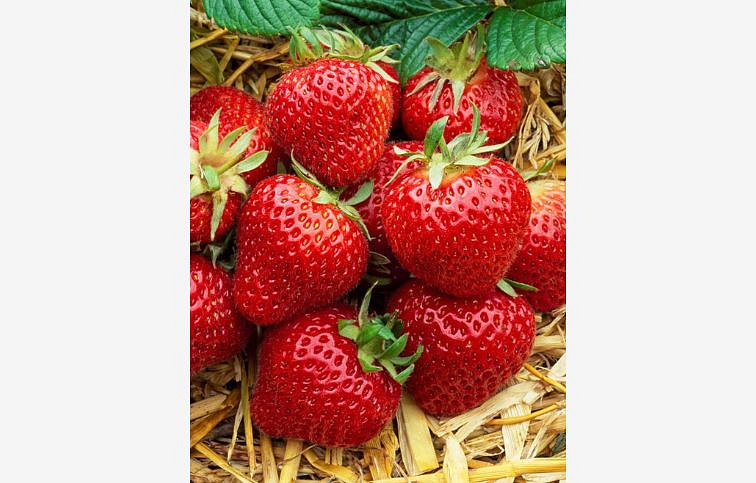 Jahody Florence - Frigo sadba A, zväzok 10 ks