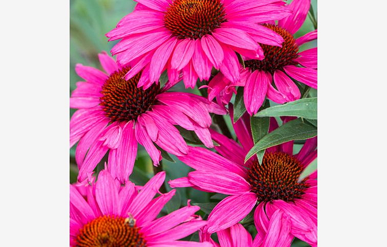 Echinacea purpurová Sensation Wild Romance, kont. 1 l