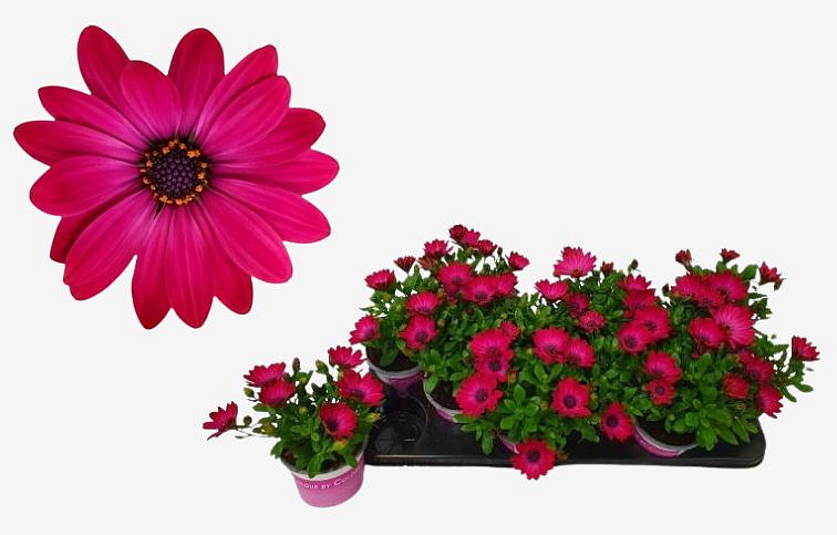 Africká sedmokráska Fuchsia - Osteospermum, kont. p10,5
