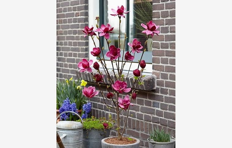 Magnólia Genie 110-150cm, kont. 10 l