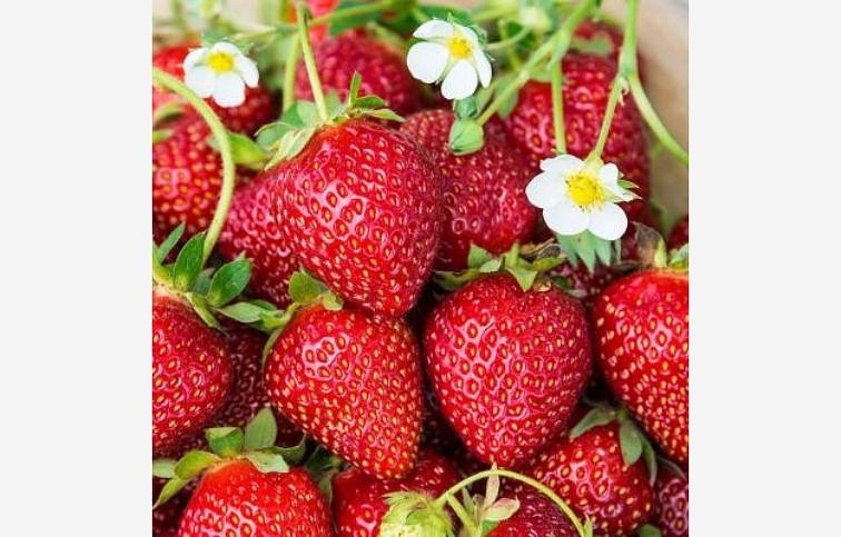 Jahoda Karmen, multiplato 10 ks