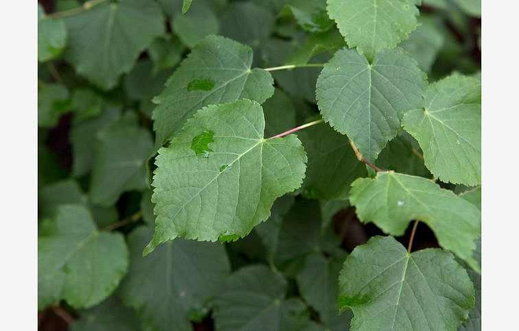 Lipa malolistá na 170-200 cm kmeni, výška 250-300 cm, obvod kmeňa 8-10cm, kont. 25-35 l