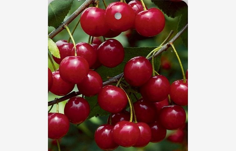 Višňa North Star, podp. Colt, voľnok.