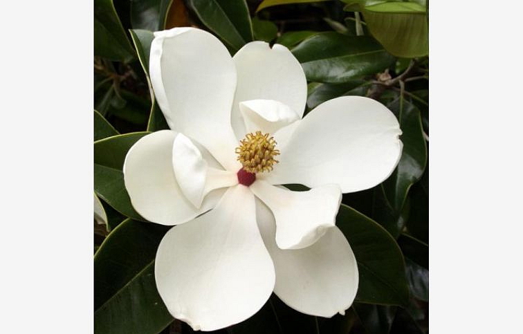 Magnólia veľkokvetá Gallissoniensis 60-100 cm, kont. 7 l