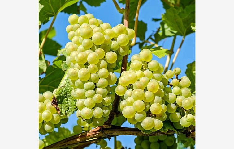 Vinič stolový bezsemenný Lakemont, balený koreň