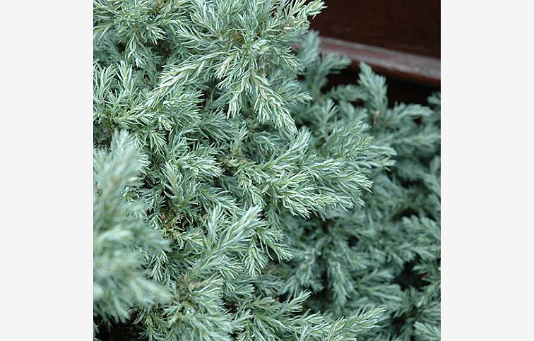 Cypruštek hrachonosný Baby Blue 20-30cm, kont. 2 l