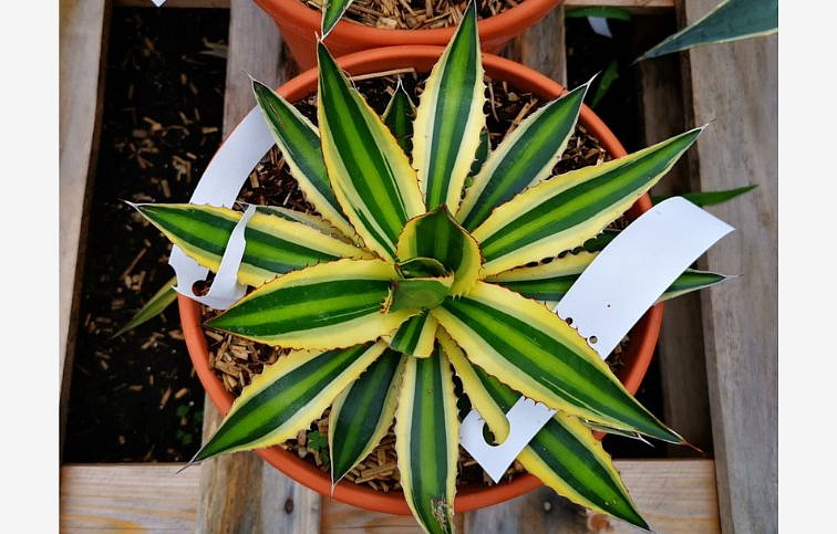 Agave LOPHANTA QUADRICOLOR 15-20 cm, kont. 9 l