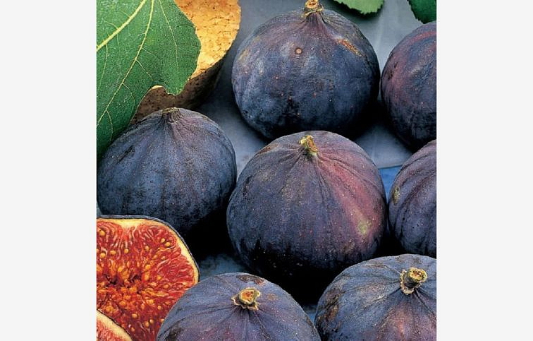 Figovník Brogiotto Nero na cca 70-90cm kmienku, v. 150-200cm, obv. km. 6-8cm, kont. 15 l