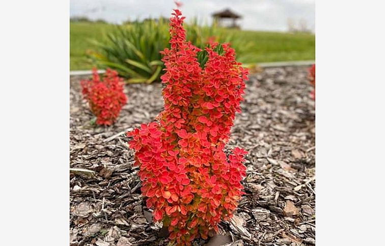 Dráč Thunbergov Vulcano 30-60 cm, kont. 2 l