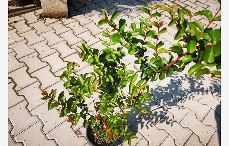 Myrta krepová tmavo ružová 70-100 cm, kont. 3 l