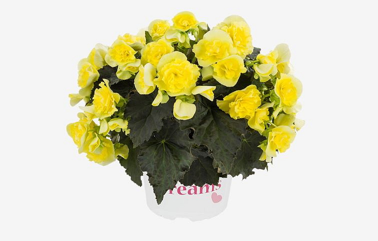 Begónia Solenia Yellow, kont. 0,7 l