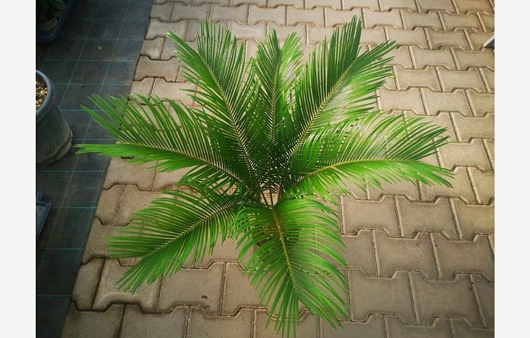 Cykas revoluta 40-50 cm, kont. p14
