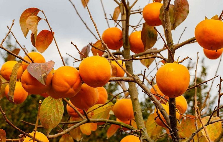 Hurmikaki Rojo Brillante 70-120 cm, kont. 2 l