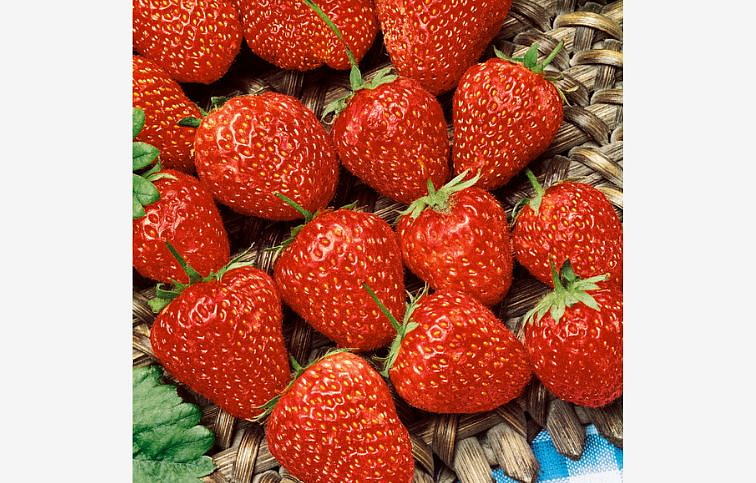 Jahody stálerodiace Ostara - Frigo sadba A, zväzok 10 ks