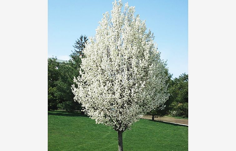 Okrasná hruška Chanticleer 120-150 cm, kont. C5