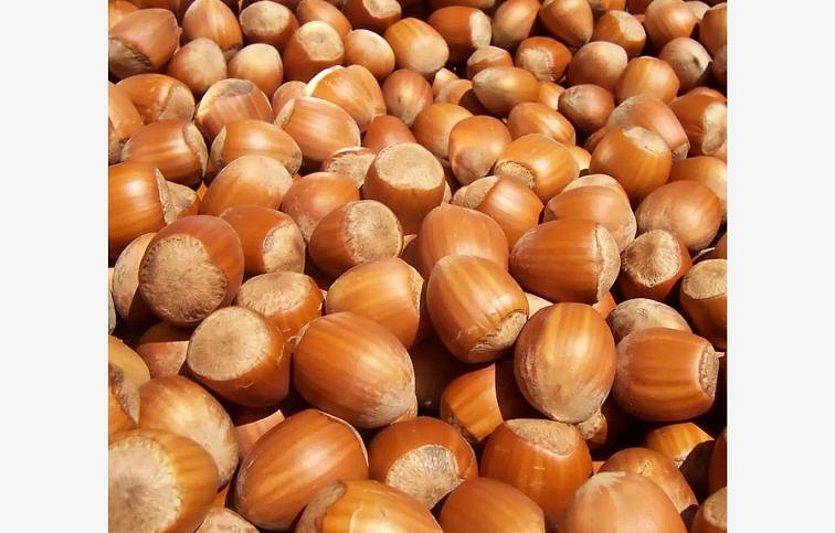 Lieska Barcelonská, voľnok.