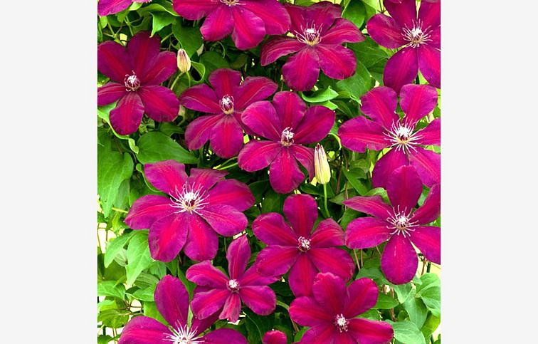 Plamienok veľkokvetý Rouge Cardinal 50-60 cm - Clematis, kont. p14