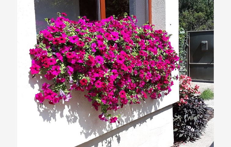 Petúnia Surfinia Giant Purple, kont. 0,5 l